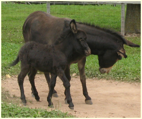 2010 CinderFoal