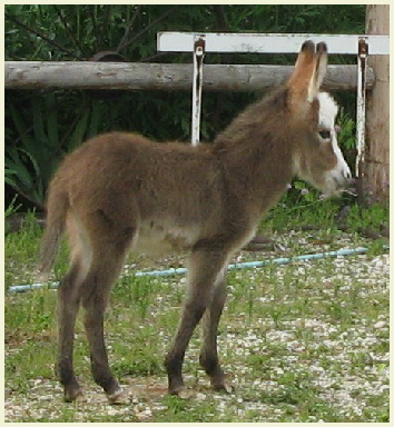 2011Blaze foal 004