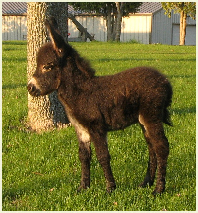 2011Pearlfoal