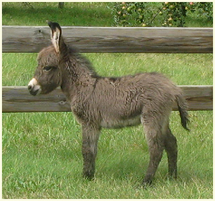 2013 Dusty foal 029