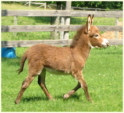 2013 Peace foal