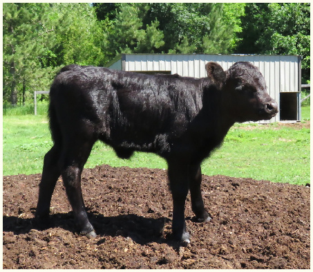 2016 Natie calf