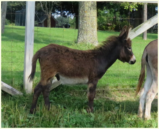 2017 Tanga foal