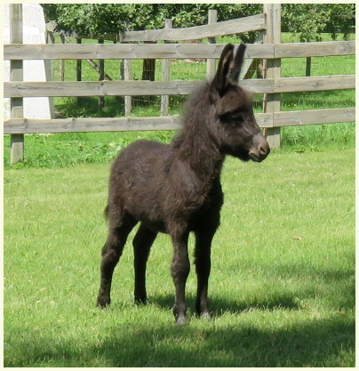 2018 TT Kitty foal