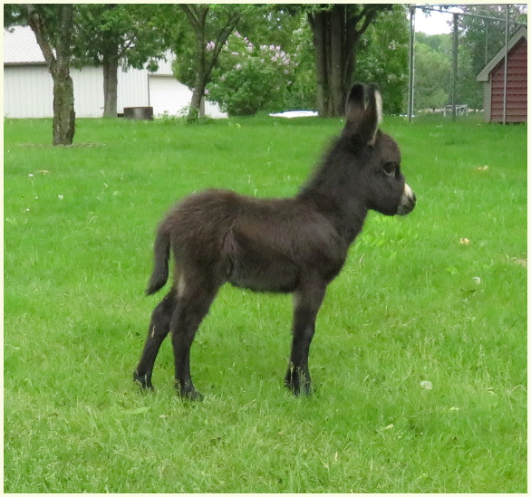 2019 Ginger Foal