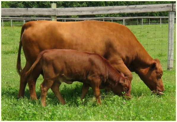 DEX Heather and 2019 calf Polly