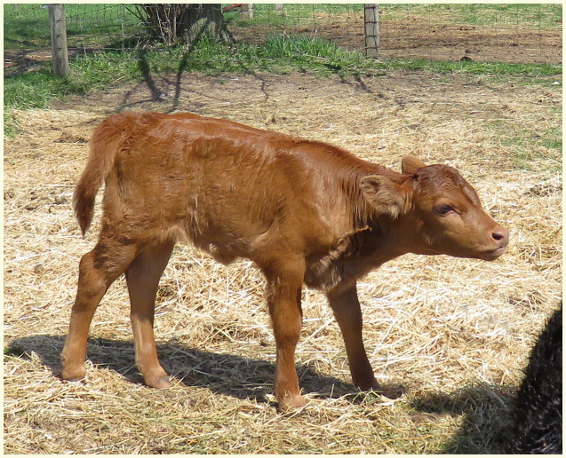 Dexter Rosie 2018 calf