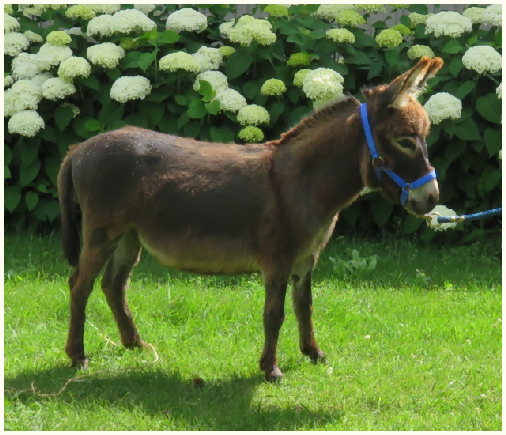 Jane Brown yearling