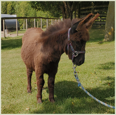 Buffalo foal