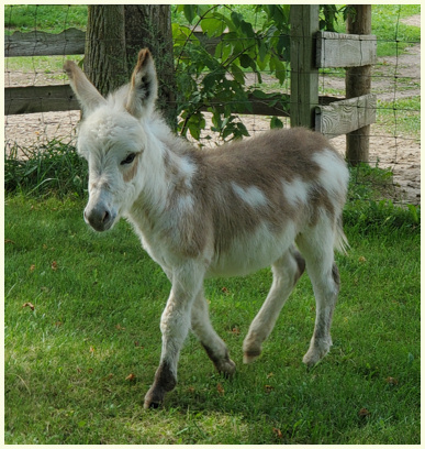 HighLander foal