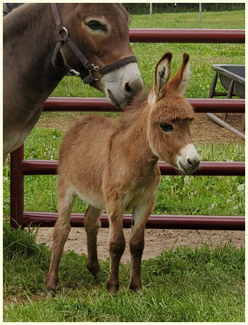 Sandman foal